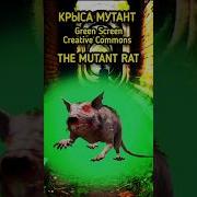 Мышь Крыса На Зелёном Фоне Для Видеомонтажа Хромакей Футаж