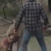 Макгрегор Против Кенгуру