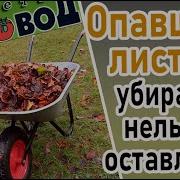 Листья Павшую Листву