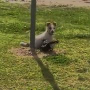 Ворона И Собака Играют