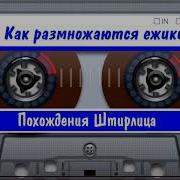 Штирлиц Или Как Размножаются Ежики Скачать