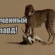 Гепард Письки