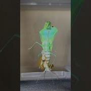 Mantis Transformation