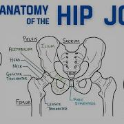 The Hip Joint