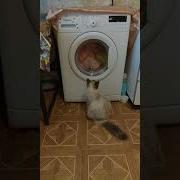 Кошка Стирает Хозяюшка Прикол Видео Животные