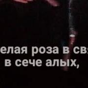 Ты Белая Роза Среди Тысячи Алых