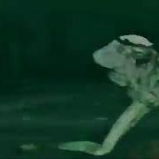 Флекс Монстра Под Ворониных