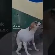 Dancing Dog Meme
