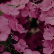 Pink Flowers